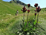 36 Genziana porporina ( Gentiana purpurea) salendo verrso la Bocchetta  Triomen